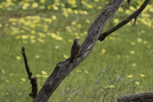 Brown Treecreeper
