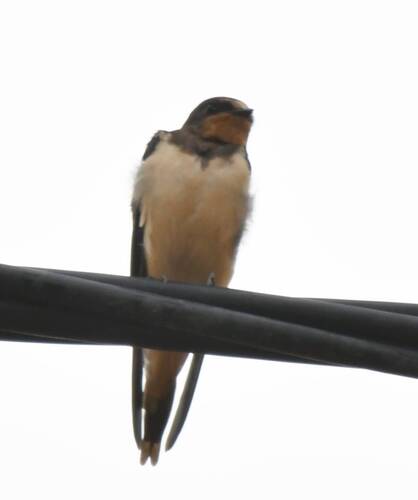 Barn Swallow