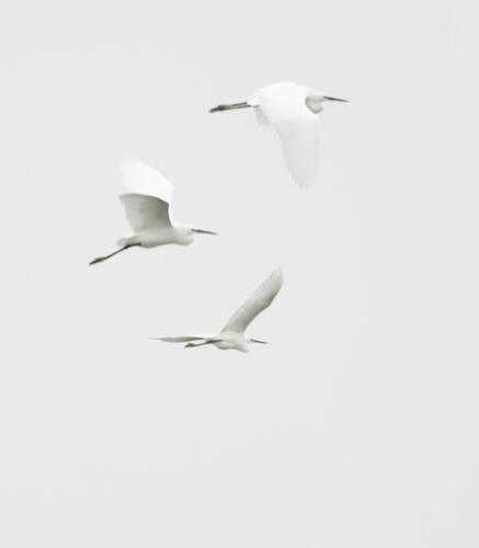 Little Egret