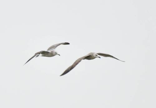 Yellow-legged Gull
