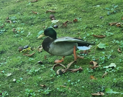 Mallard