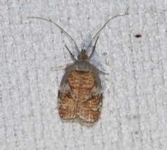 Peritornenta circulatella