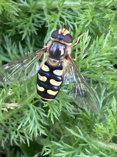 Black-tailed Aphideater
