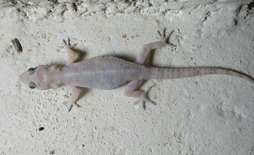 Tropical House Gecko