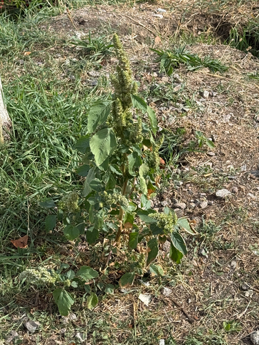 Amaranthus retroflexus, photograph 5