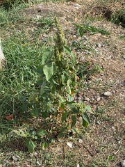 Amaranthus retroflexus, photograph (c) Codrin Bucur, some rights reserved (CC BY)