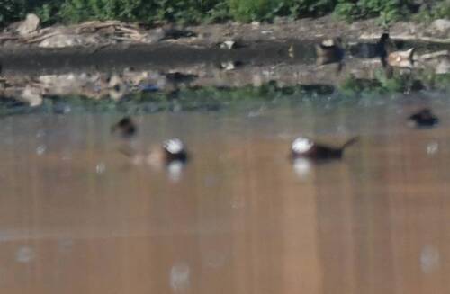 White-headed Duck
