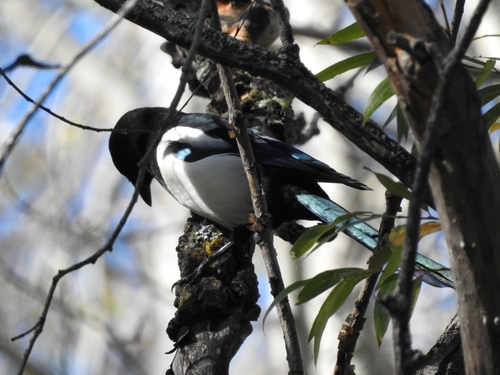 Eurasian Magpie