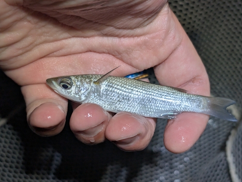 Neomyxus leuciscus observed 2026-09-23