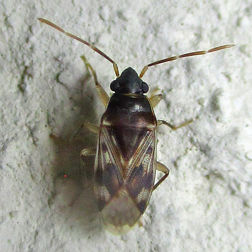 Lophoraglius notabilis