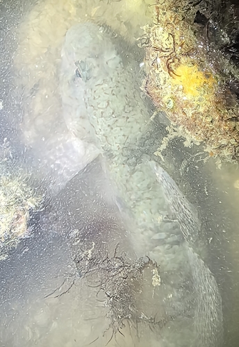 Exyrias belissimus observed 2026-09-10