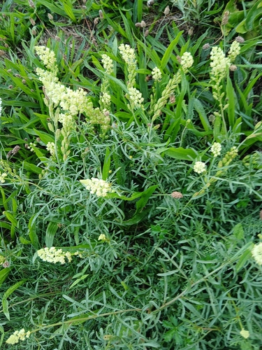 Wild Mignonette