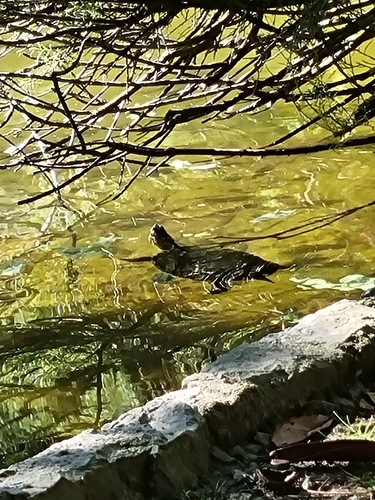 Pond Slider