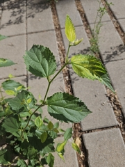 Celtis australis, photograph (c) Julien Fougeroux, some rights reserved (CC BY)