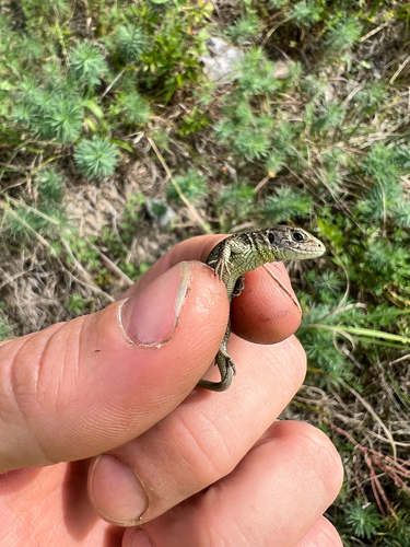 Sand Lizard