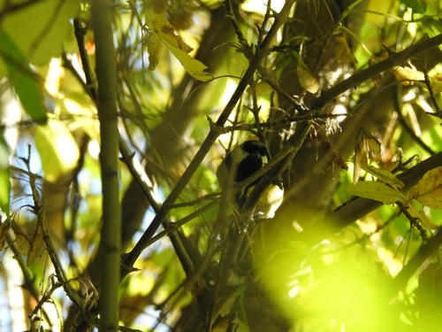 Great Tit