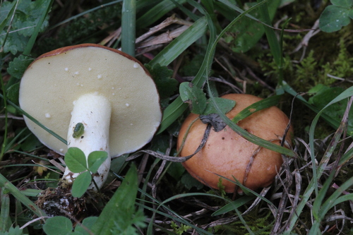 Dotted-stalked Suillus