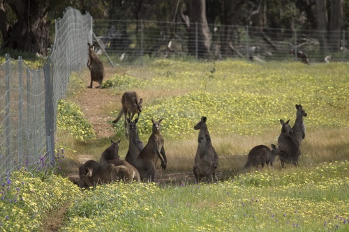 Eastern Grey Kangaroo