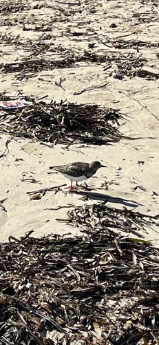 Ruddy Turnstone