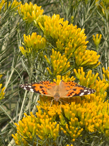 Painted Lady