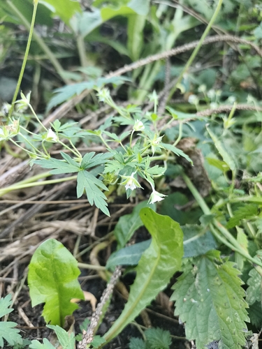 Geranium sibiricum