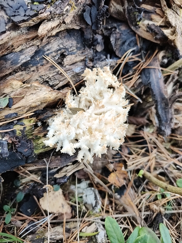 Coral tooth fungus