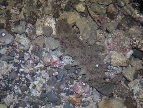 Stichopus observed 2026-09-23
