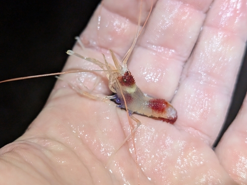 Stenopus hispidus observed 2026-09-23