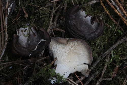 Shoehorn Oyster