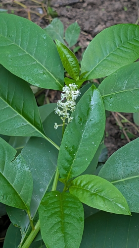 American pokeweed
