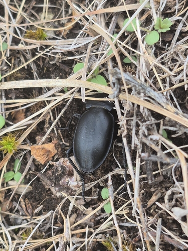Carabus hungaricus