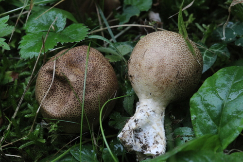 Scaly Earthball
