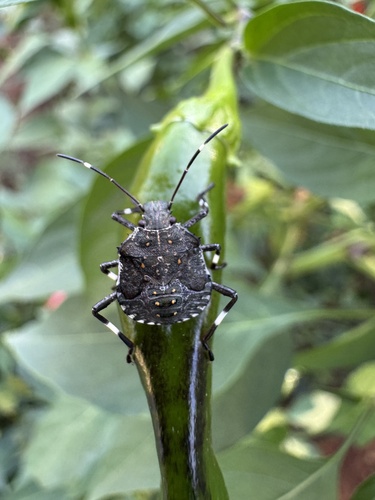 Brown Marmorated Stink Bug