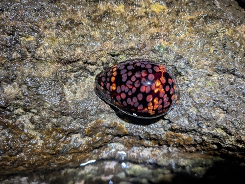 Cypraea mauritiana observed 2026-09-23