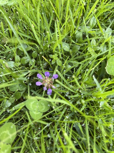 common selfheal