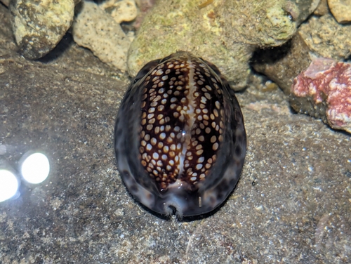 Mauritia, 2026-09-23