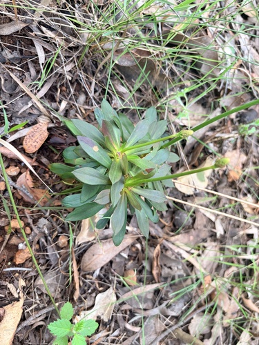 Lovely Triggerplant