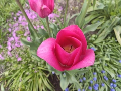 Tulipa gesneriana