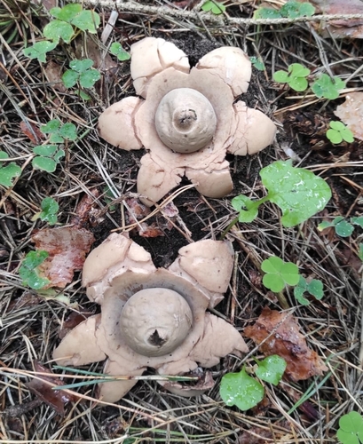 Collared Earthstar