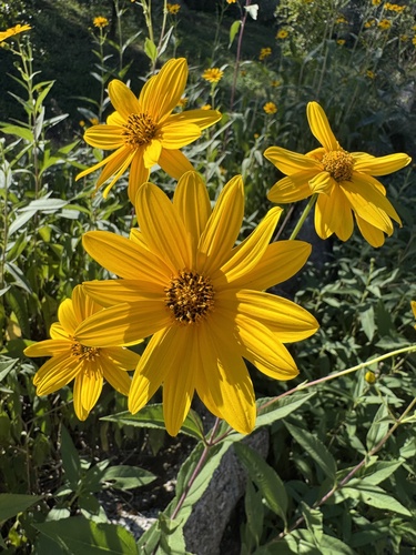 Jerusalem artichoke