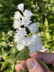 Deutzia scabra