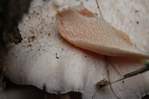 Tiered tooth fungus