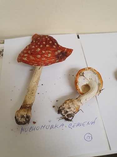 Fly Agaric