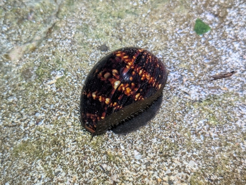 Cypraea mauritiana observed 2026-09-23