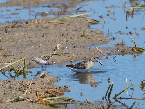 Correlimos zarapitín (Calidris ferruginea)