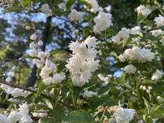 Deutzia scabra