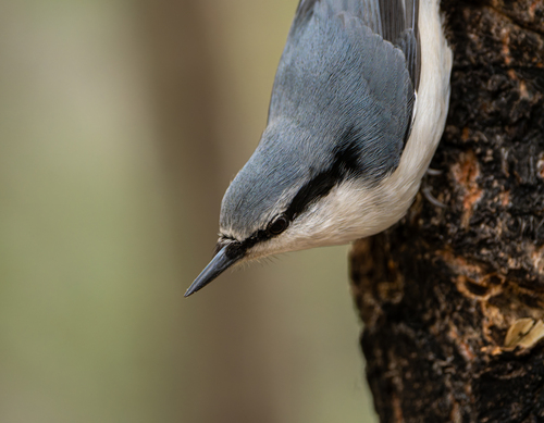 Eurasian Nuthatch