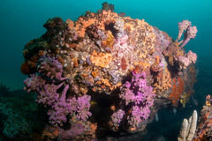 Pyura spinifera