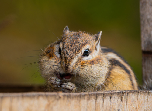 Siberian Chipmunk