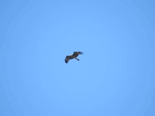 Black Kite